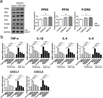 Corrigendum: Exosomes released by environmental pollutant-stimulated Keratinocytes/PBMCs can trigger psoriatic inflammation in recipient cells via the AhR signaling pathway